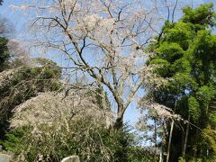 安国論寺の枝垂れ桜が満開です