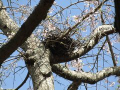 安国論寺の枝垂れ桜にシジュウガラ