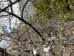 　桜の花が咲き始めた　桜宮を散歩