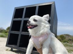 ペットと行く旅　愛知県の離島佐久島ぶらり旅