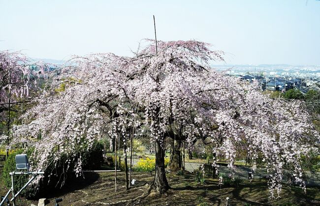 気になっていた枝垂れ桜を観てきました。