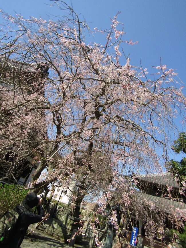 本覚寺の枝垂れ桜は満開である。多くの人たちがカメラで枝垂れ桜を撮っている。<br /> ここは鎌倉。お坊さんに聞くとやはり台湾リスが来るそうだ。台湾リスはこれほど大勢の人に囲まれても平気で桜の花を平らげる大食漢であるから、台湾リスが花を食べに来たらひとたまりもない。<br /> しかし、鎌倉の山々では大島桜がぽつぽつと開花させているので桜の花は大島桜で足りているのであろう。<br /> ここの枝垂れ桜は本堂の横にある。本堂の縁台に座って休みながら枝垂れ桜を見ている人が多い。<br /> 帰りはお昼過ぎで、この縁台には子供たちが多く座っていた。勿論、お昼を食べたりもしていた。<br /> ソメイヨシノが咲く前の長閑な境内である。少なくても、今日、桜見に鎌倉を訪れているのは私以外では殆どいないからだ。<br />(表紙写真は本覚寺の枝垂れ桜)