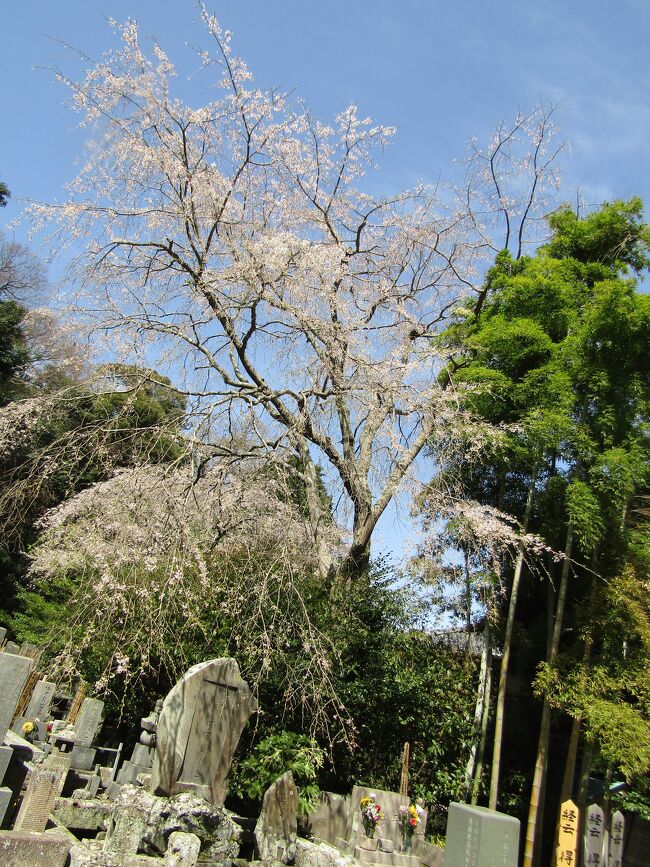 安国論寺の門前の枝垂れ桜が満開である。これなら本堂横の枝垂れ桜も満開であるだろう。<br /> 門前と境内(本堂横)の枝垂れ桜を楽しんだ後に富士見展望台にも上ってみたが、今日はあいにくの薄曇りで富士山は見えなかった。<br /> 基本的にはここ安国論寺では枝垂れ桜と富士山を満喫出来るお寺である。<br /> また、この枝垂れ桜には野鳥が巣を懸け、番で枝垂れ桜の枝枝を飛び回っている。どうやら、この野鳥はシジュウカラのようだ。花の蜜を吸っているようだ。<br /> すなわち、ここ安国論寺ではお地蔵さまの手水と枝垂れ桜、富士山が楽しめるだけではなく、野鳥の観察も出来るのだ。<br /> 何と長閑な場所なのだろうか。<br />(表紙写真は安国論寺の枝垂れ桜)