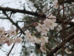 ホテル若水で湯ったり春を感じる旅