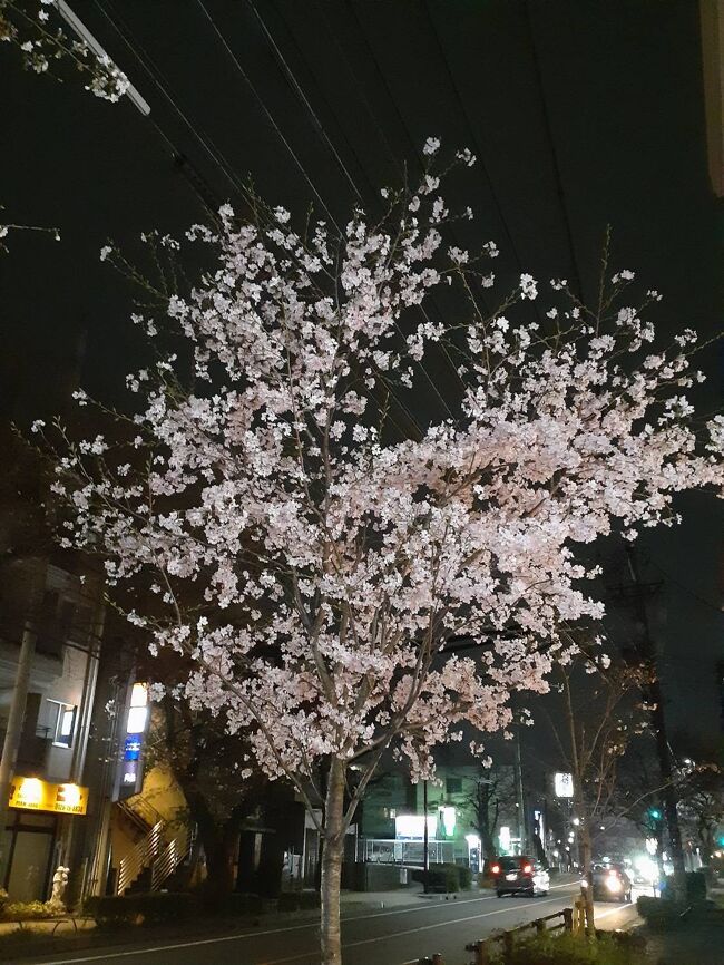 今年の桜は、開花が遅くなりました<br />子どもの頃は、こんな感じに咲いていたのが、年々早く咲くようになって<br />それが普通になっていたのが、なぜか今年の桜は、遅咲き<br />3月末日現在も名古屋城がある名城公園の桜もまばらですね<br />満開になる来週末は、お花見が楽しめそうです♪<br />入学式には、きれいに咲くのが楽しみですね(#^.^#)