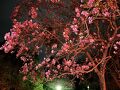 真鶴半島荒井城公園夜桜