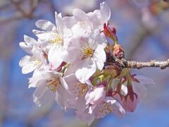 自転車でGO! =岩本山公園で少し早過ぎた桜を見て来ました2024.03.30=