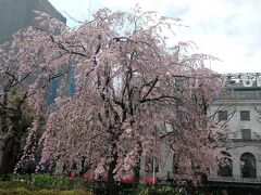 4月1日横浜　桜開花宣言！　エイプリルフールねたじゃない開花状況 （4月5日追記　その後）