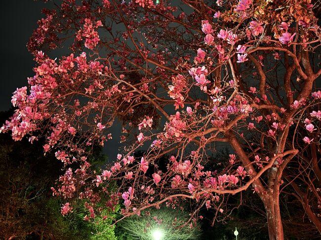 2024年の桜の先は平年より遅かったです、今日は3月31日も桜の満開はまだです、でも玉蘭の花は咲いて、夜のライトアップでとても綺麗です。この公園の近くに歩いて3～4分の所新しいホテル鶴吉川温泉ホテル今建築中です。