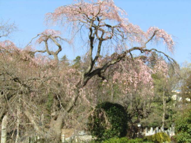 例年であれば、3月末ともなればソメイヨシノを始めとした桜が満開の頃である。<br /> しかし、今年は開花予想が大きく外れて、ここ横浜では桜(ソメイヨシノ)の開花はなく、蕾のままである。<br /> それでも、桜にはソメイヨシノ以外にももっと優雅で綺麗な紅白の枝垂れ桜があり、中にはソメイヨシノよりも早咲きの枝垂れ桜もある。<br /> 横浜では3月29日に満開となった横浜市戸塚区上倉田町にある早咲きの枝垂れ桜と今日、横浜市泉区岡津町にある西林寺の枝垂れ桜の2ヶ所を巡った。<br />(表紙写真は西林寺の枝垂れ桜)