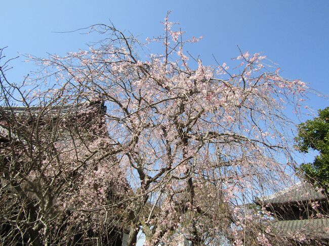 例年であれば、3月末ともなればソメイヨシノを始めとした桜が満開の頃である。<br /> しかし、今年は開花予想が大きく外れて、ここ横浜では桜(ソメイヨシノ)の開花はなく、蕾のままである。<br /> それでも、桜にはソメイヨシノ以外にももっと優雅で綺麗な紅白の枝垂れ桜があり、中にはソメイヨシノよりも早咲きの枝垂れ桜もある。<br /> 3月末日で暖かい初夏のような陽気に誘われて鎌倉のお寺の境内に咲く早咲きの枝垂れ桜の花見に出掛けた。<br /> 最初は鎌倉市小町1にある本覚寺の枝垂れ桜である。実質的に本覚寺の境内は鎌倉駅と鎌倉市大町とを行き来する近道となっているために、多くの人が通る。その本堂の横に満開になった枝垂れ桜があり、多くの人が思いもかけなかった枝垂れ桜をカメラに収めている。子供たちでも女の子は垂れ下がる枝垂れ桜の枝と花が気に入っているようだ。本堂の縁台に腰かけて枝垂れ桜を見ている子供たちも多くいる。<br /> 鎌倉市大町1のぼたもち寺(常栄寺)と八雲神社の間の小路から見える大町の枝垂れ桜も開花している。<br /> 鎌倉市大町4にある安国論寺は山門横に2本の枝垂れ桜がある。その1本は満開である。他に本堂横に2本の枝垂れ桜がある。この2本の枝垂れ桜は白い花を咲かせている。すなわち、山門横の紅枝垂れ桜と本堂横の枝垂れ桜とでは紅白の枝垂れ桜ということだ。開花時期が近い紅白の枝垂れ桜を並べて植えられていたらどんなにか素敵であろうか。ここでも本堂の縁台に座って枝垂れ桜を眺めているご夫婦がいた。また、天気が良ければ富士山も望めるお寺でもある。<br />(表紙写真は本覚寺の枝垂れ桜)