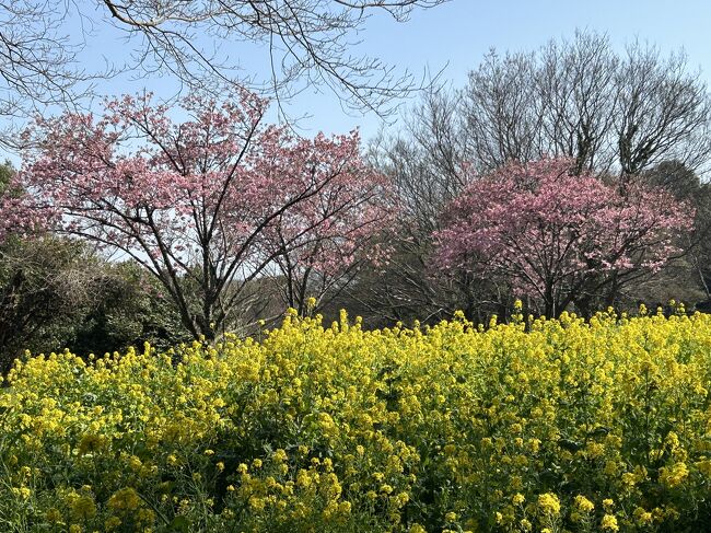 3月最終日はお天気もよく嫁さんも帰省してたんで、久しぶりのお墓参りからの定番コースの「MOKICHI TRATTORIA」でのランチとパンの購入に向かいます(^_^)<br />残念ながら今年はまだ桜はほとんど咲いてなくお花見にはかなり早いけど、湘南近辺でお花見できそうなところブラブラして、夕飯は前日にタカトシの「タカトシ・温水の路線バスの旅」で紹介されてた藤沢駅近くの居酒屋さんが予約できたんで、そこで食べて帰ります！