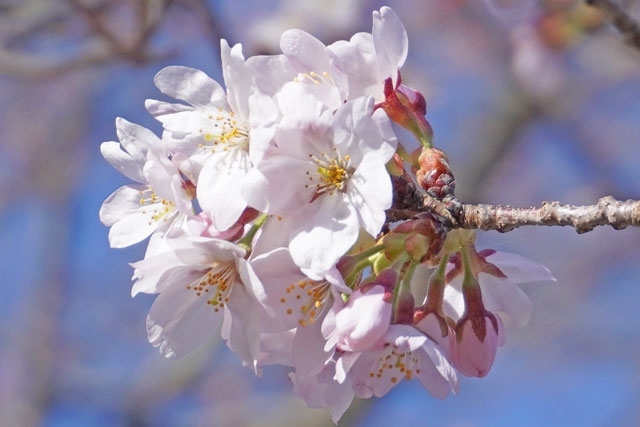 “絶景★富士山 まるごと岩本山”のイベントを開催している岩本山公園へ自転車で行き、桜を見て来ました。<br />その桜は3分咲きで少し早過ぎました。<br /><br />▼YouTubeです。宜しかったらご覧下さい。そして高評価、チャンネル登録をお願い致します。<br />・岩本山公園で桜を見て来ました<br />https://www.youtube.com/watch?v=xxn5Ra2P7fM<br /><br />▼自転車のデータ<br />走行距離:21.3km<br />走行時間:約2時間55分(休憩時間・公園内を歩いた時間も含む)<br />バッテリーの消費19%です(上り坂と向かい風以外はアシスト無しで走っています)。<br />自転車は、パナソニック・ジェッターです。<br /><br />★富士市役所のHPです。<br />https://www.city.fuji.shizuoka.jp/<br /><br />★りぷす富士のHPです。<br />https://www.fuji-kousya.jp/park/kaika.html