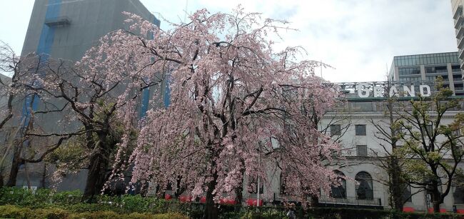 今年の桜の開花宣言は、半月ほど遅れているなんて伝わってたけど、横浜もいよいよ4月1日開花宣言<br />エイプリルフールネタでもないようなので、いつものウォーキングがてら桜の開花状況を眺めてきました<br /><br />（追記）４月5日その後の様子をウォーキングついでにスマホ撮りしました
