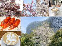 ４月の蘇州その１　蘇州最後のお花見　カフェ巡り「ATMOS COFFEE」「琥珀カフェ」 ワイマイいろいろ