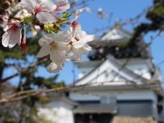 岡崎の桜まつり　2024