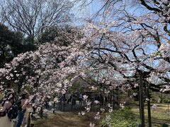 枝垂れ桜