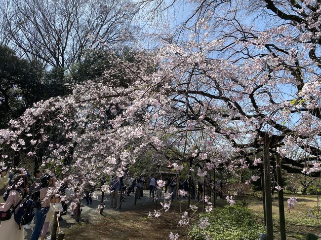 気温25度を超えた3月末の東京。<br />ソメイヨシノもようやく開花を迎えましたが、六義園のしだれ桜が7分咲きになったと知り、さっそく行ってきました。