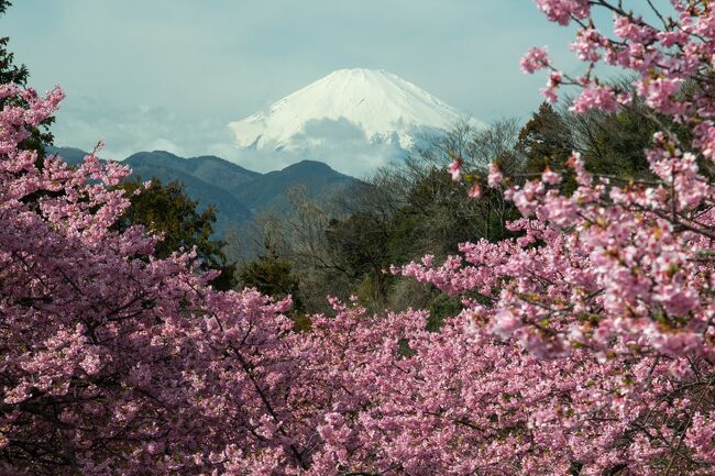 河津桜で有名な「まつだ桜まつり」に初めて訪れてみました。平日に行ったのですが、陽気も良く、桜も満開とあって、大勢の方が桜を愛でていました。見応え満点の河津桜でした。一足早く春を満喫です。