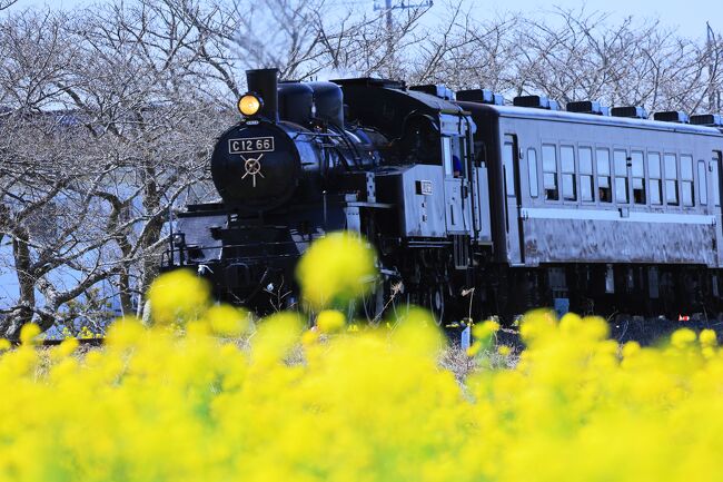 長い冬が一段落して、春の訪れを感じる頃、<br />ネットなどでは各地の桜祭り情報を<br />見かけるようになりましたね。<br /><br />春よ来い、<br />早く来い....<br />そんな春待ち心を抑えきれず....<br />少しフライングして栃木と福島をお散歩してきました。<br /><br />