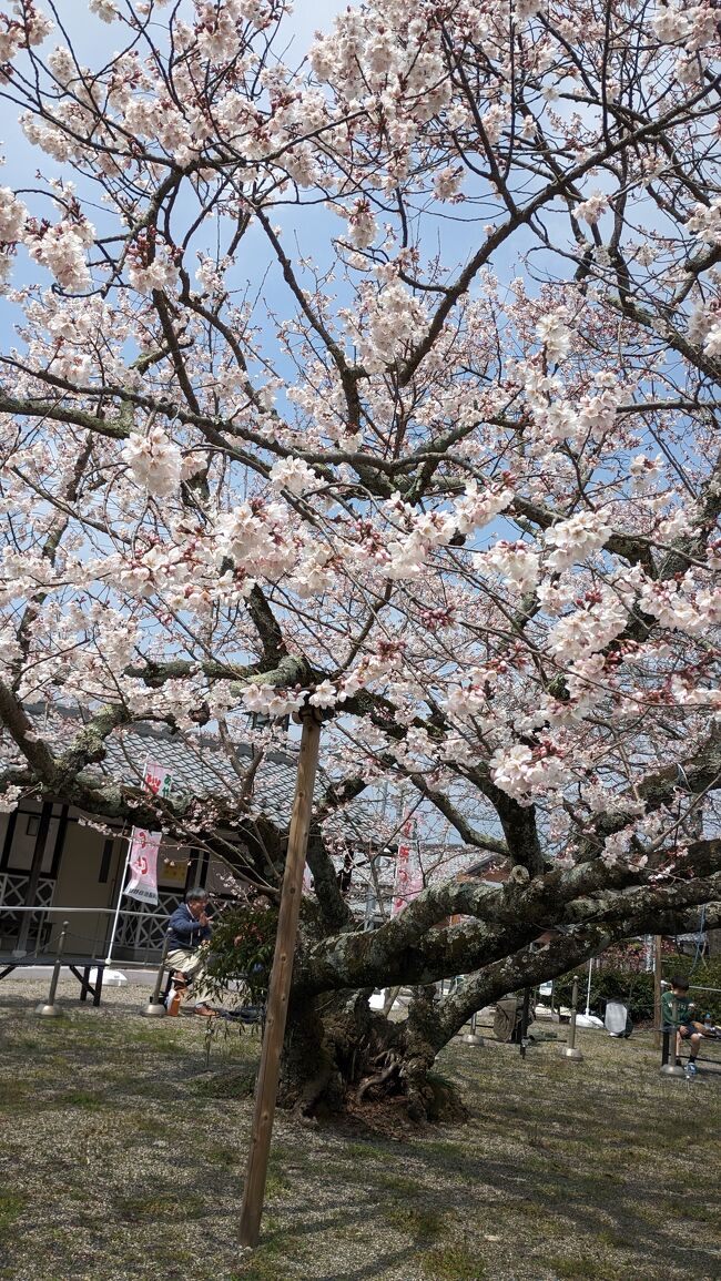 滋賀県甲賀市＆湖南市合同の酒イベント「春の東海道酒蔵めぐり」を主体として東海道あたりを旅する2泊3日旅です。2024年の桜は去年と比べて半月ほど遅咲き。酒と桜の旅を想定した分には肩透かしを食らいましたが、所々で桜を見られました。花見は②の旅行記のメインとして記します。少々長くなりますがお付き合いいただければ幸いです。<br /><br />旅程<br />3月30日 横浜→夜行バス→名古屋→亀山宿→関宿→甲賀→湖南（石部宿）→水口泊→31日水口宿→信楽→彦根泊→4月1日木曽川堤→岡崎→横浜