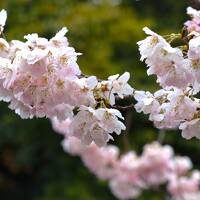 桜の香り漂う？古都京都で世界遺産を巡る1 平等院、京都駅、下鴨神社界隈