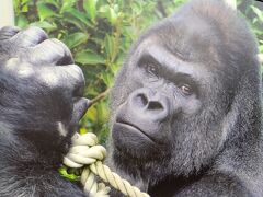 イケメンゴリラに会いに行こう！　名古屋・東山動植物園