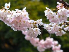 桜の香り漂う？古都京都で世界遺産を巡る① 平等院、京都駅、下鴨神社界隈