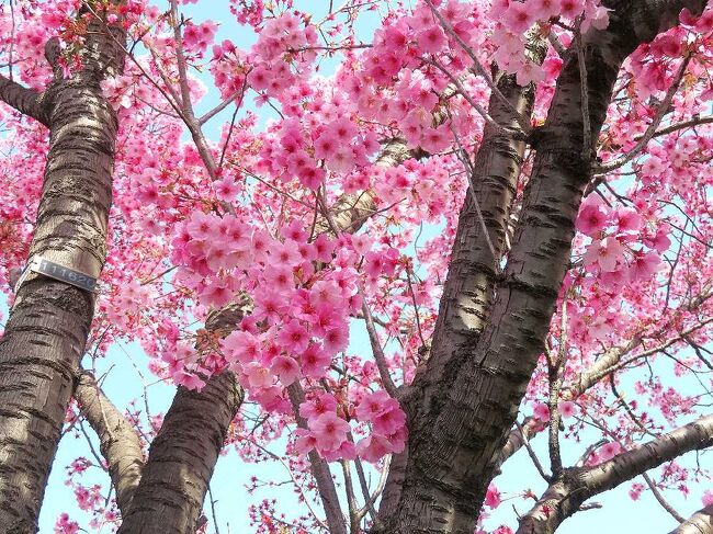 今年(2024年）の桜の開花は、近年には珍しく遅れ気味。4月に入り、我が家のまわりの桜もようやく開花が始まったので、お花見を兼ねて、春の花散歩に出かけて見ました。（表紙写真は、尾根幹線沿いに咲く陽光桜）