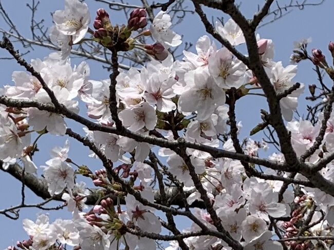 今年の桜は遅めでやっと開花して来ました。<br />近所で充分お花見できるんですがお散歩がてらちょっと歩いて来ました。