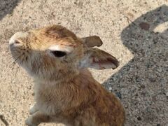 広島の大久野島へ、うさぎに会いに行く旅