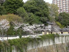 尾久の原公園のシダレザクラはまだこれから　2024