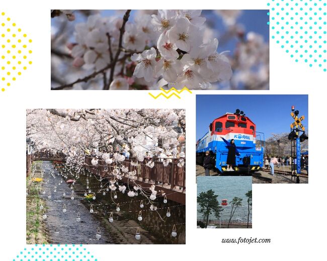 韓国には何度か行きましたが、桜咲く釜山の名所を訪ねたいと前々からの夢がありました。<br /><br />怒涛のように送られてくる各社のツアー案内を見たら、桜の時期の釜山の旅の案内が阪急からありました。<br />これって毎年見てるけど、そろそろ行き時かなと思い申し込んでみました。<br />４日間だし、フライト時間が短いので、体は楽そう。<br />しかし、まだ足の不調があるので、労わりながら過ごしました。<br /><br />旅の行程<br />１日目<br />15：25　中部国際空港より空路、大韓航空で釜山へ<br />17：00　釜山到着後、15km以上続く桜並木が圧巻の大渚生態公園<br />（実際は、４０分遅れ）<br />観光後、市内レストランにて豚カルビの夕食<br />夕食後、ホテルへ<br /><br />２日目<br />ホテルにて朝食後出発、約34万本もの桜が咲き誇る韓国最大の桜の名所鎮海へ<br />線路に沿って咲き並ぶ桜のトンネル慶和駅、ドラマのロケ地にもなり有名となった桜咲く余佐川散策<br />その後、釜山へ<br />途中、免税店へ<br />昼食はアワビのお粥<br />昼食後、釜山の海を一望できる海雲台ブルーラインパーク海辺列車の乗車体験、海東龍宮寺、桜咲くタルマジギル散策<br />夕食は、港町釜山の海鮮鍋<br />夕食後、ホテルへ<br /><br />３日目<br />ホテル出発<br />市内レストランにてコンナムルヘジャンクの朝食<br />朝食後、新羅王朝の歴史遺産が街のあちこちに残る慶州へ<br />仏国寺、石窟庵、慶州最大の桜咲く普門湖、古墳公園、東洋一古い新羅時代の天文台チョムソンデ<br />昼食は石焼ビビンバ<br />昼食後、紫水晶店にてショッピング<br />その後、釜山へ<br />釜山到着後、夕食は焼魚定食<br />夕食後、ホテルへ<br /><br />４日目<br />朝食は市内レストランにてソルロンタン<br />朝食後、空港へ<br />途中、韓国食料品店へ<br />13：00　釜山より空路、大韓航空にて帰国の途へ<br />14：25　中部国際空港到着後、解散<br /><br />一応の予定ですが、ハプニングもあるなかで、桜もきれいで目の保養になりました。<br />４日間なので、前半、後半と分けてみました。<br /><br />