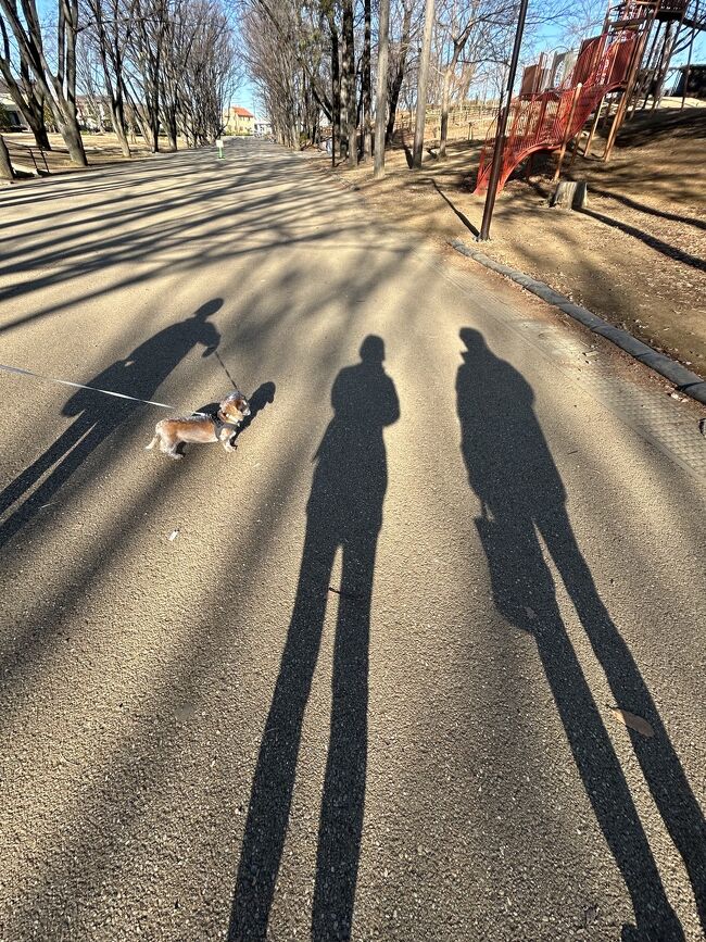 2024年1月 我家の還暦犬健在@南町田グランベリーパークのお隣、鶴間公園！