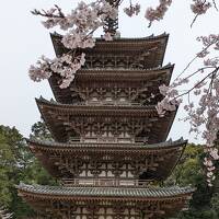 京都の桜　府立植物園と醍醐寺