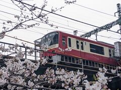 漸く桜咲きました！