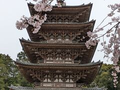 京都の桜　府立植物園と醍醐寺