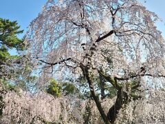 京都の桜と明日香の古墳