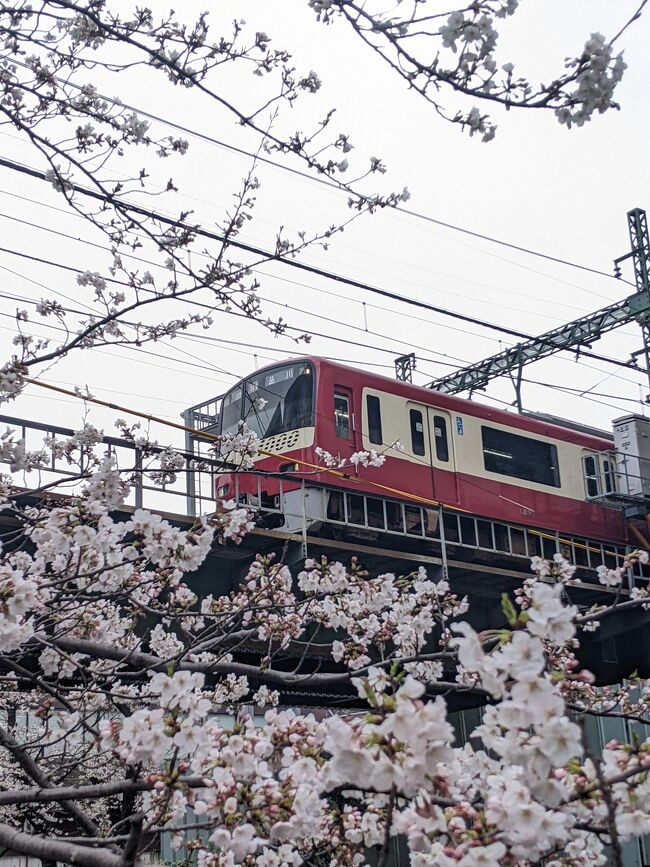 どちらもご一緒かと思いますが、週末から横浜の桜も一気に咲き始めました!<br />表紙は残念ながら曇り空ですが、京急戸部駅から出る電車です。この辺りは知る人ぞ知る?鉄道と桜の撮影スポットなんですよ!<br />過去には京急さんのカレンダーにも採用されております。週末には見頃になりそう(途中に雨風で傷まないで欲しいですね)、また、地元の桜まつりも開催されます!<br />よろしければ、是非是非、お越し下さい!<br />欢迎光临!横濱户部!