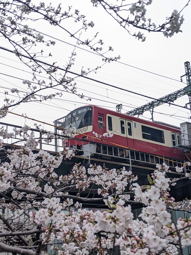 漸く桜咲きました！