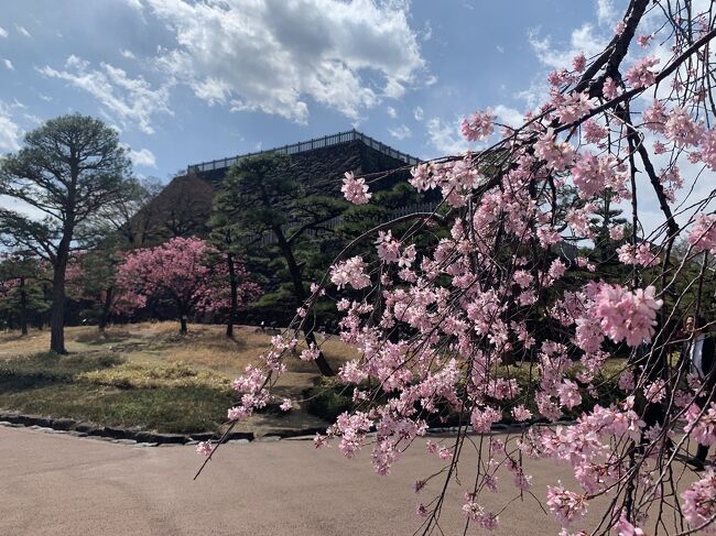 高遠城址公園の桜を…と思っていたのに開花情報がまだ蕾だったので甲府に行き先変更。<br />日本100名城になってる甲府城趾と武田氏館に行ってきました。<br />翌日、3日目には神代桜を見てから帰宅。