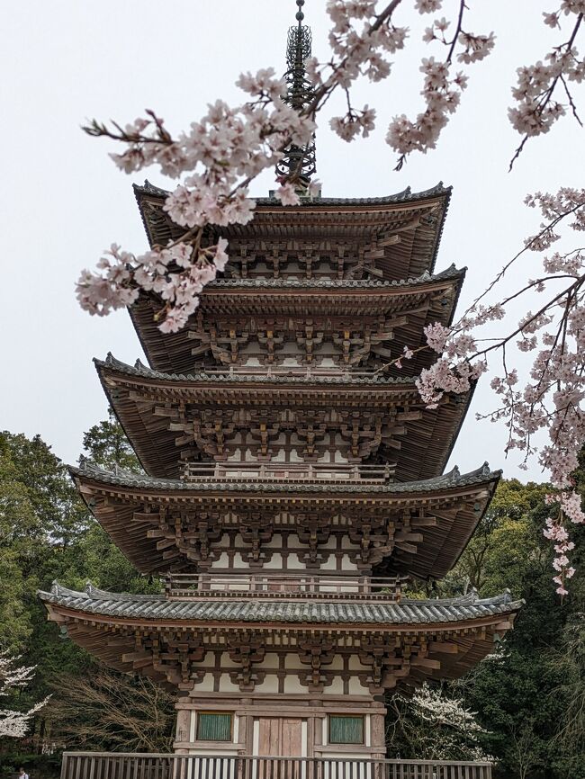 宝ヶ池プリンスホテルに宿泊し京都の桜を楽しみました。<br />1日目はひとりで京都府立植物園、２日目は友人と醍醐寺へ。<br />寒い日が続き半分諦めていた桜でしたが、思ったよりも咲いていて良いお花見ができました。