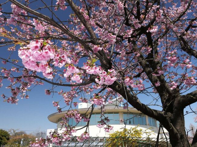 熊谷市の「道の駅めぬま」へ、サクラを見に行きました。前回（3月7日）の「吟子桜」に続いて、今期２回目の観桜です。敷地の東縁から北縁に並ぶサクラ（種類は？）は、まだ咲いていましたが見頃終盤、散り始めていました。<br /><br />でも、天候には恵まれて、散り始めたサクラを楽しむことができました。