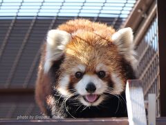 【レッサーパンダ遠征記】冬のぐるっと旅（６）２年ぶりの再訪☆桐生が岡動物園［後編］