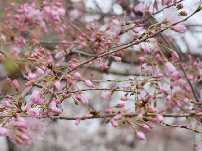 国立劇場前の桜を見学した後は、千鳥ヶ淵公園方面へ<br />九段下駅を目指して桜さんぽ<br /><br />こちらはまだ蕾が多いかな<br />よく見るときれいに咲いている桜もあるけれど、全体的に見たらもう少し<br />気温が急激に下がったりしなければ週末には満開になりそうな気配<br />ソメイヨシノはもうきれいに咲いていたので、寂しい感じはないかな<br /><br />桜鑑賞を計画している方のお役に立てれば幸いです♪<br />コメントなしで写真だけUPしてますので、よろしければどうぞ (*&gt;ωﾉ[◎]ゝﾊﾟﾁﾘ<br /><br />-memo-<br />＊撮影時間：8:02-8:22<br />＊朝の時間は人も少なめでゆっくり鑑賞可能<br />＊国立劇場前の桜よりも開花は遅めのようす<br />＊九段下駅(千鳥ヶ淵緑道経由)まで約2km