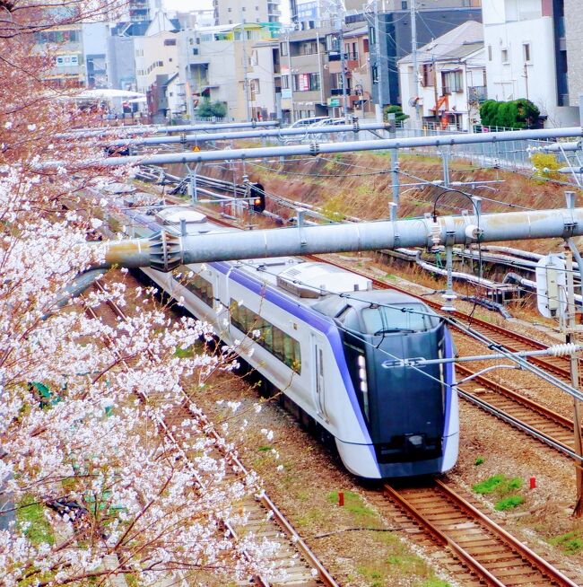 ２０２４年の桜は開花が遅くて、４月に入ってから満開になりました。<br />ＪＲ総武線各駅停車の東中野駅近くの歩道橋から花見しました。