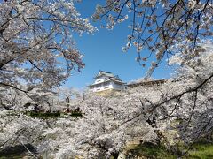 桜満開