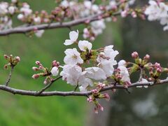 千鳥ヶ淵緑道