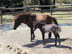 開聞山麓公園でトカラ馬の赤ちゃんと初逢瀬後2つの展望台から絶景を楽しむ