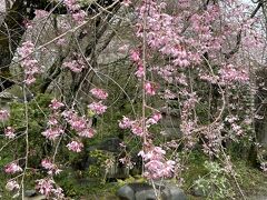 佐野藤右衛門さんの桜